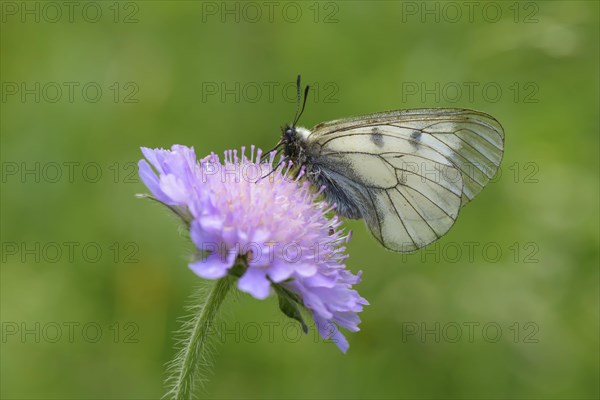 Male Black Apollo