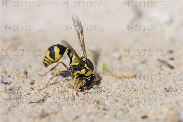 Potter wasp