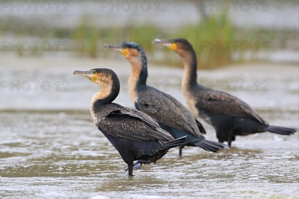 White-breasted Cormorants