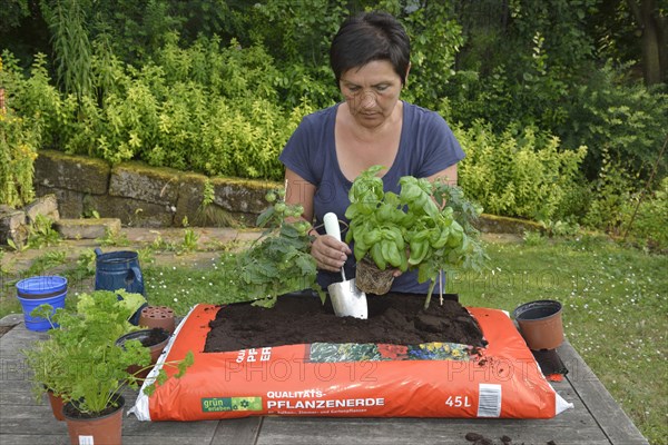 Bag of garden soil planted with tomatoes and cruciferous plants