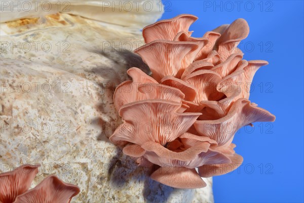 Pink oyster mushroom