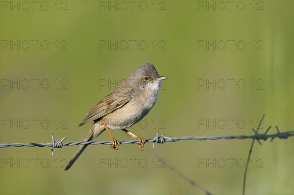 Whitethroat