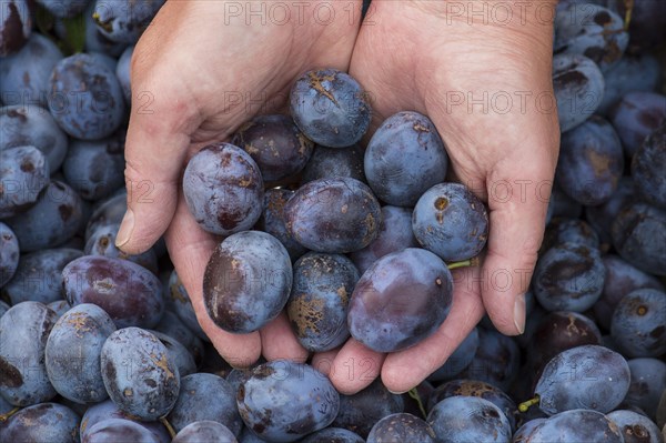 Plums