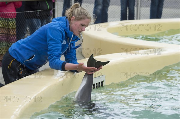 Harbour porpoise