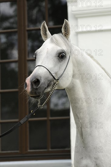 Arabian thoroughbred