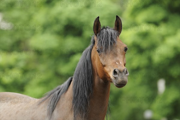 Arabian thoroughbred