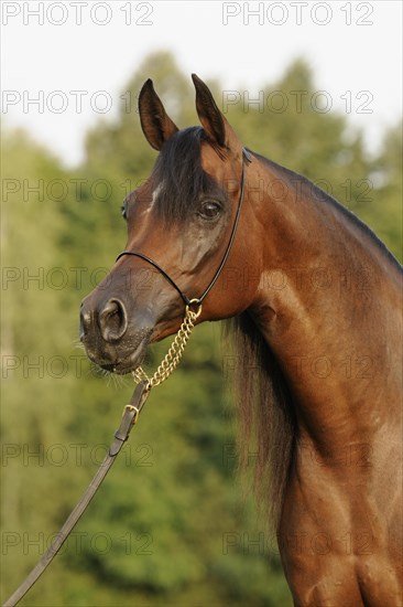 Arabian thoroughbred