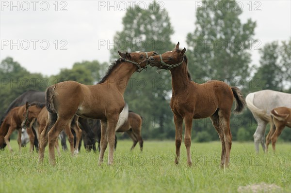 Arabian thoroughbred