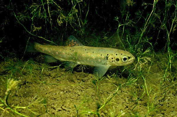 Brown Trout