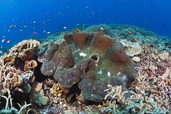 Killer mussel in reef