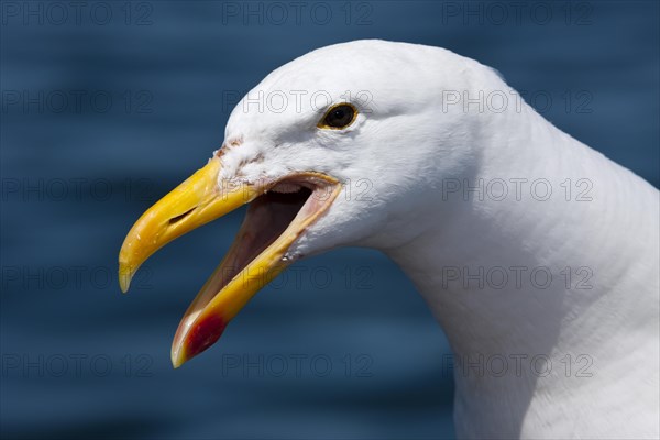 Head of Kelp Gull