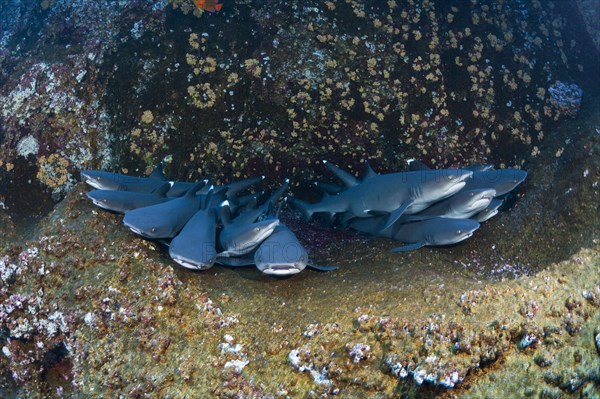 Whitetip Reef Shark