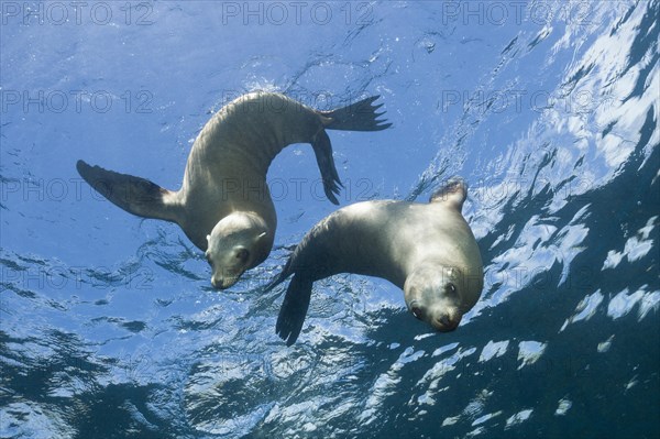 California sea lions