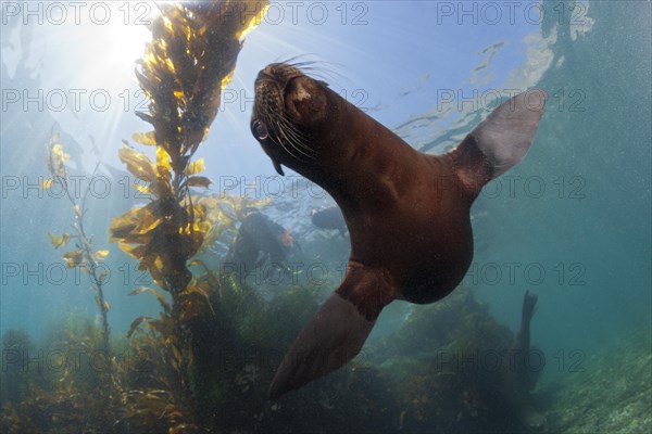 California Sea Lion