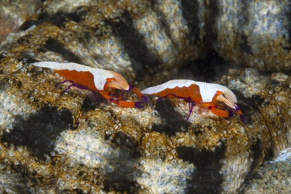 Pair of Emperor Shrimp