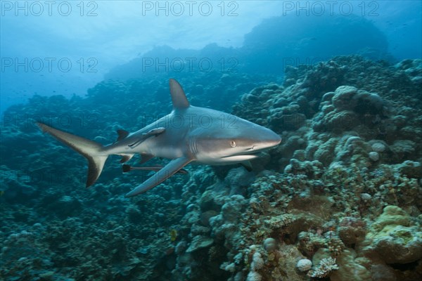 Grey reef shark