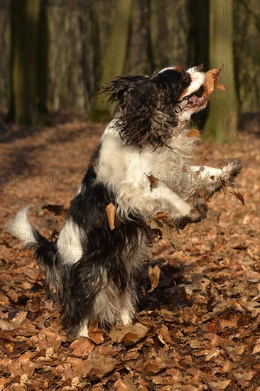 Cavalier King Charles Spaniel