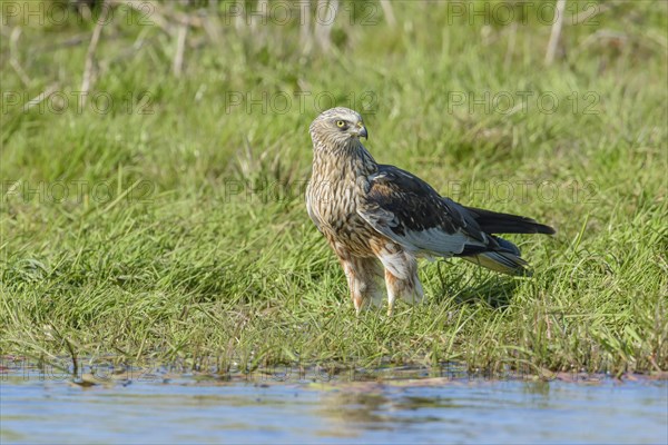 Male marsh harrier