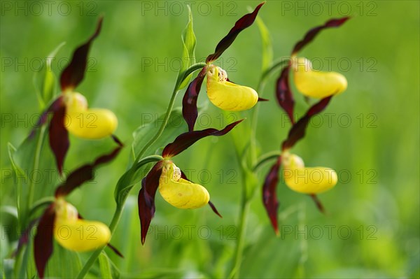 Yellow lady's slipper orchid