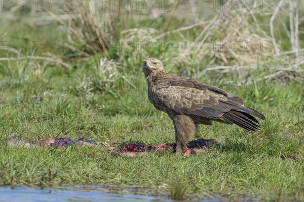 Female Lesser spotted eagle