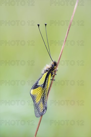 Dragonfly butterfly