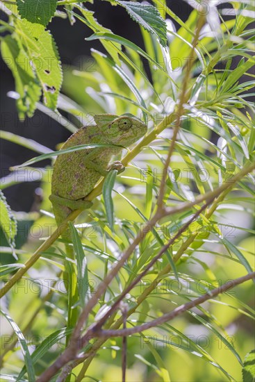 Mediterranean chameleon