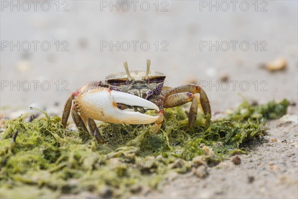 Male European fiddler crab