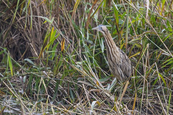 Eurasian bittern