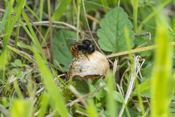 Bicoloured snail shell mason bee