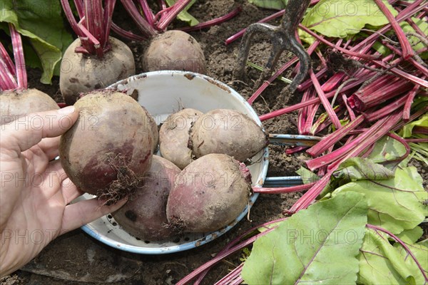 Beetroot