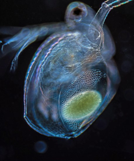 Water flea approx. 200x magnified in darkfield