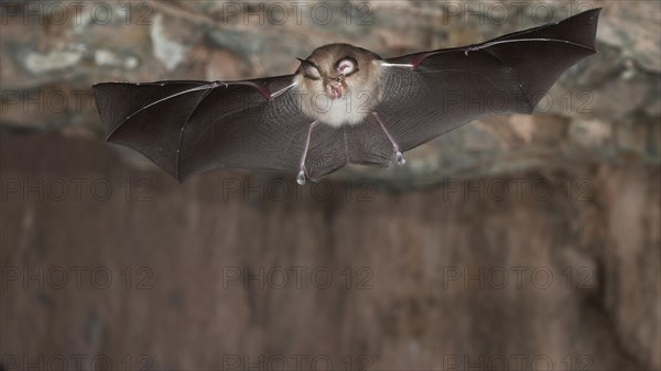 Lesser horseshoe bat