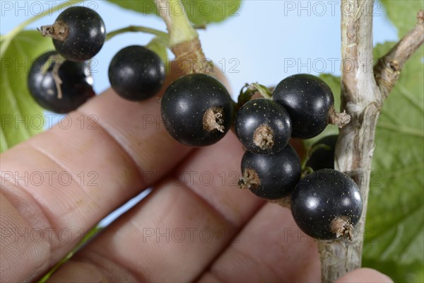 Black currants