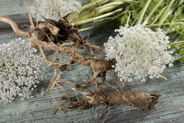 Wild carrot