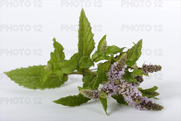 English Spearmint