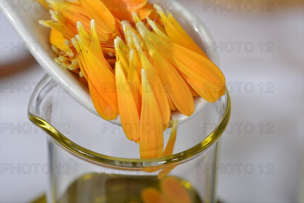 Production Calendula ointment