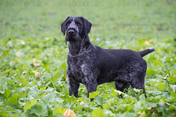 German wirehaired pointer