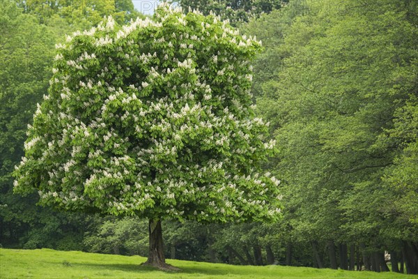 Flowering chestnut