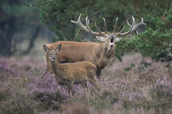 Red deer