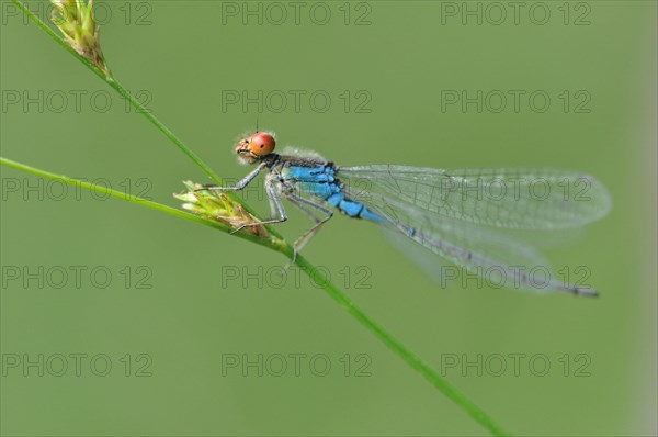 Small Red-eyed Damselfly