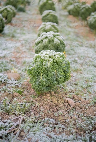 Organic kale