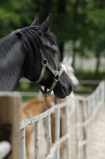 Arabian thoroughbred