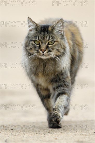 Norwegian Forest Cat