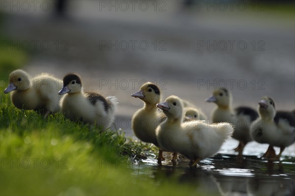 Warty ducks