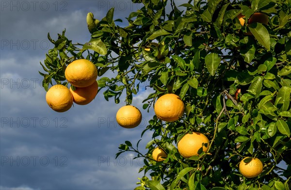 Orange cultivation