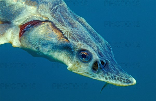 Siberian sturgeon