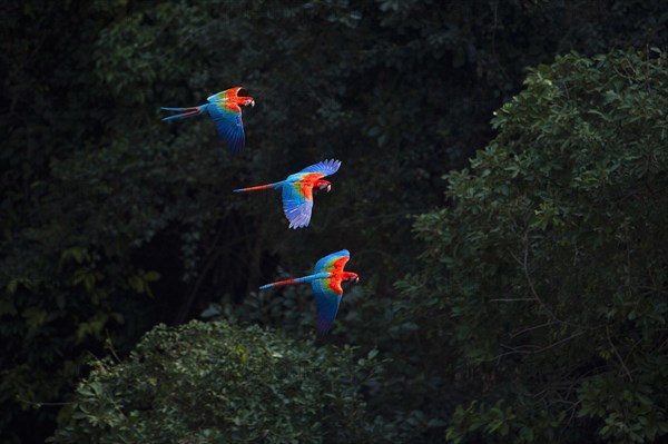 Red-and-green macaw