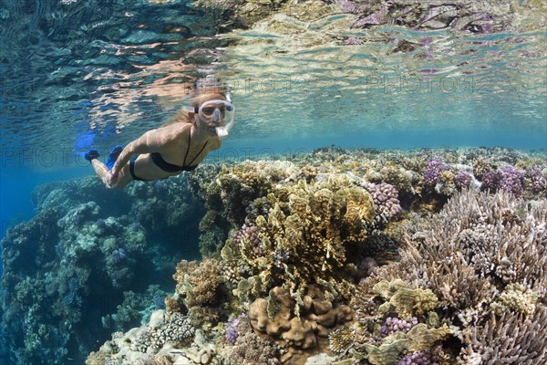 Snorkeling in the Red Sea