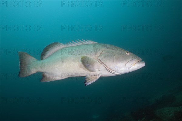 Pacific Goliath Grouper