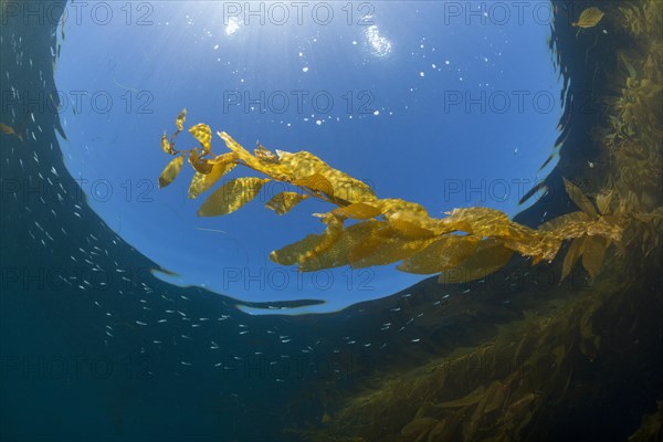 Kelp Forest Giant Kelp